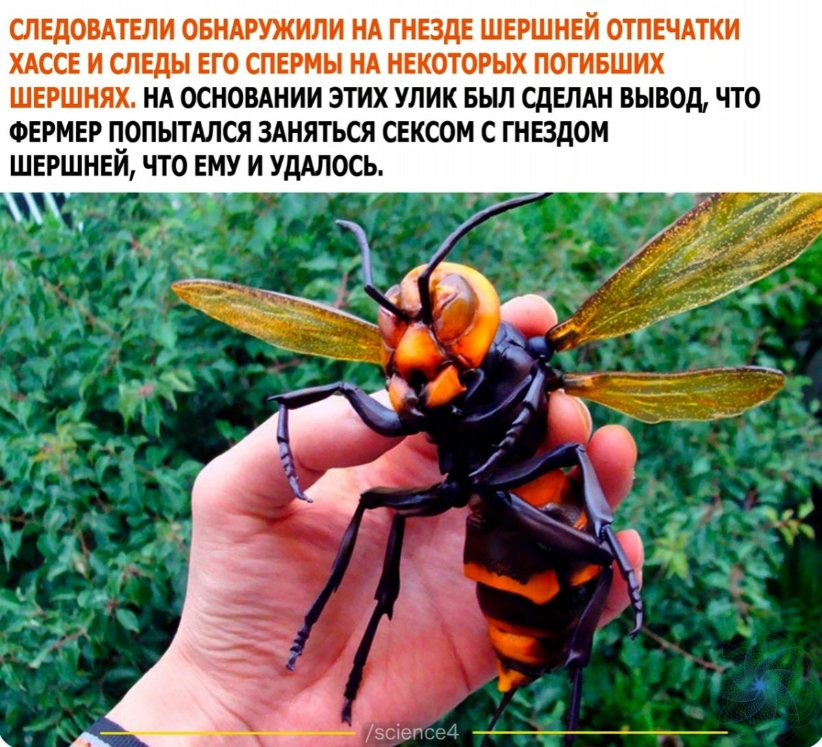 Японский Шершень гигант