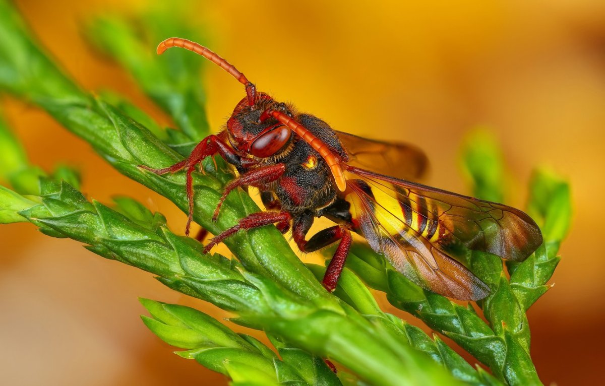 Шершень оранжевый