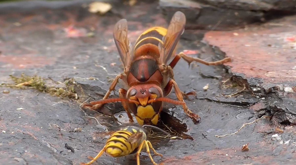 Азиатский Шершень vs Сибирский