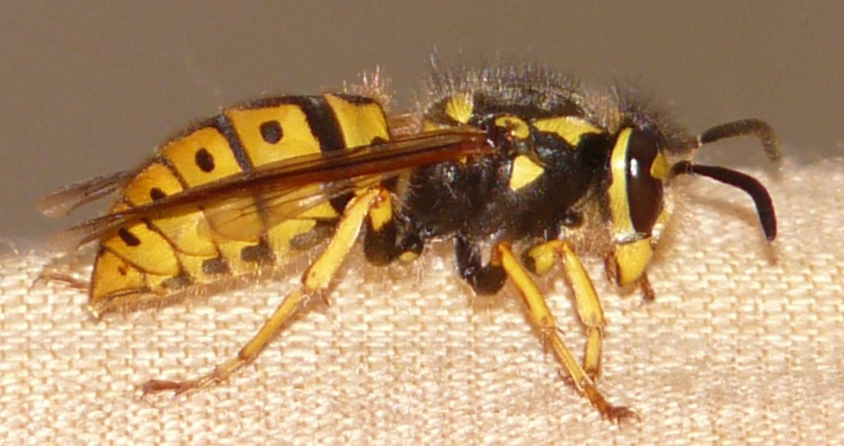 Шершень матка Королева