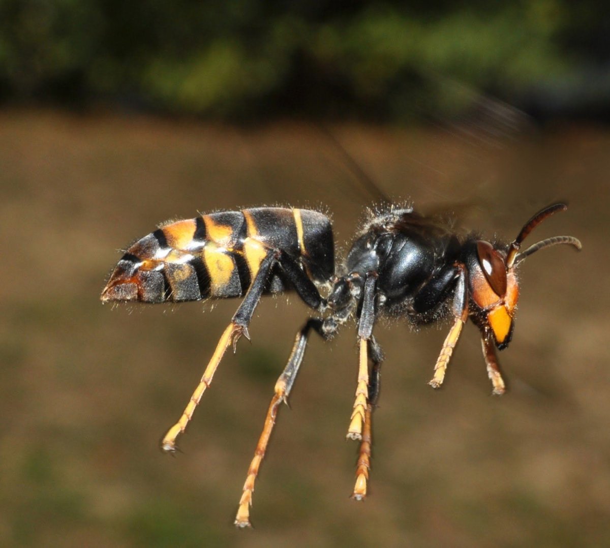 Гигантский азиатский Шершень убийца