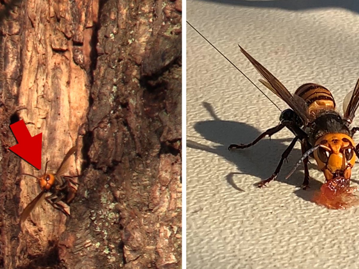 Шершень убийца размер