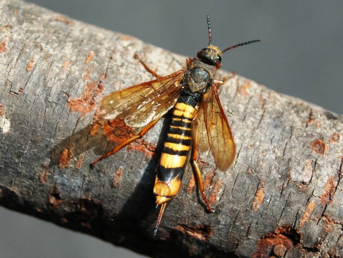 Муха рогохвост