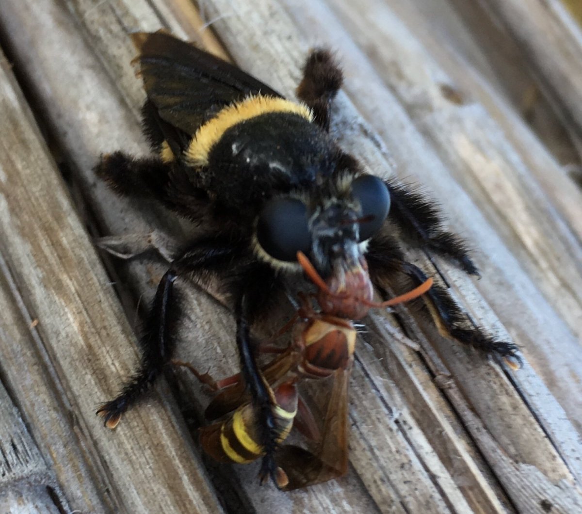 Ктырь и Шершень