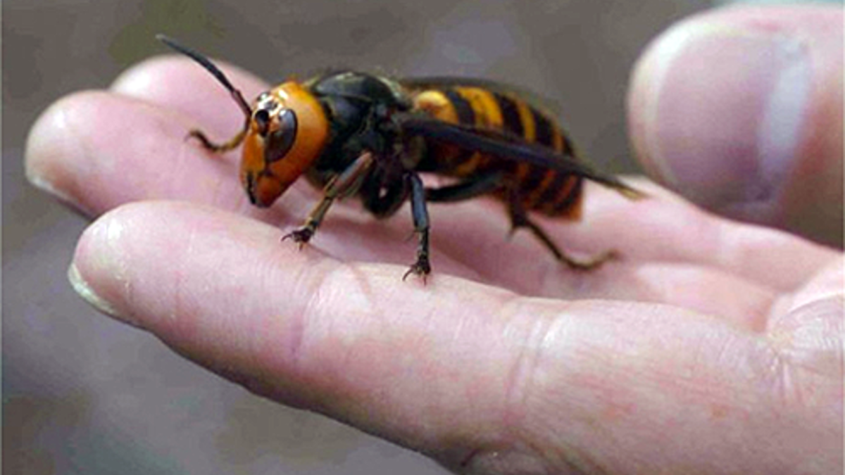 Азиатский гигантский Шершень Королева