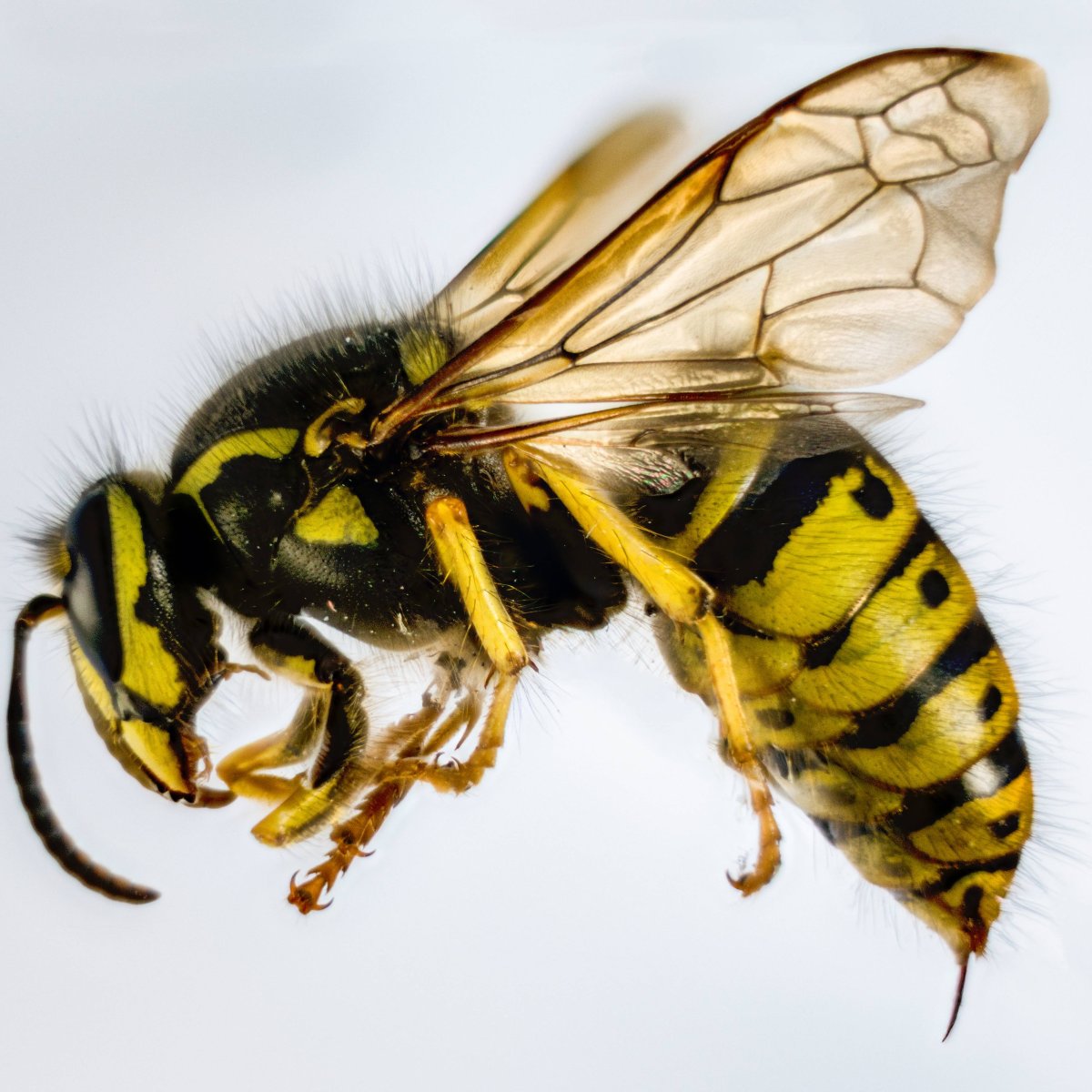 Слепень Оса пчела