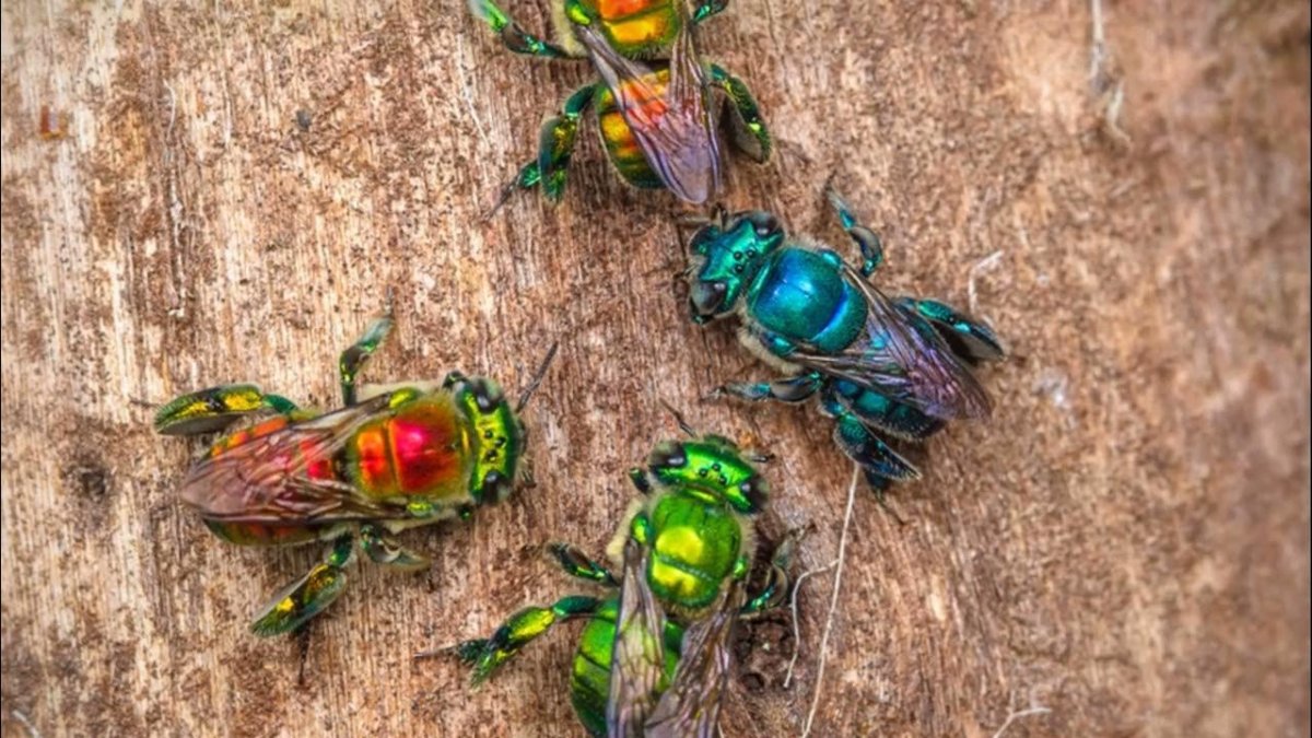 Орхидная пчела