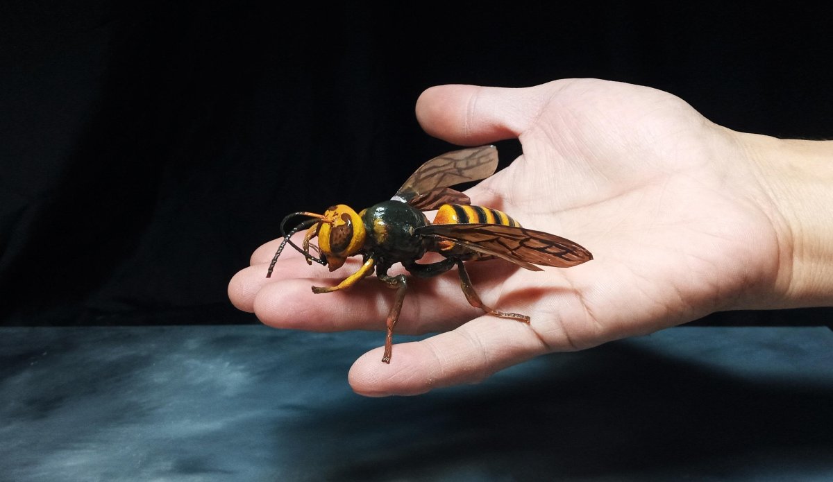 Азиатский Шершень Vespa velutina