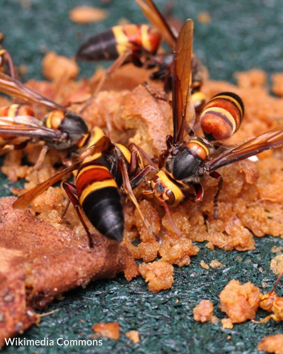 Vespa mandarinia Шершень