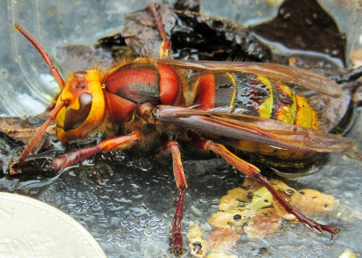 Шершень матка Королева