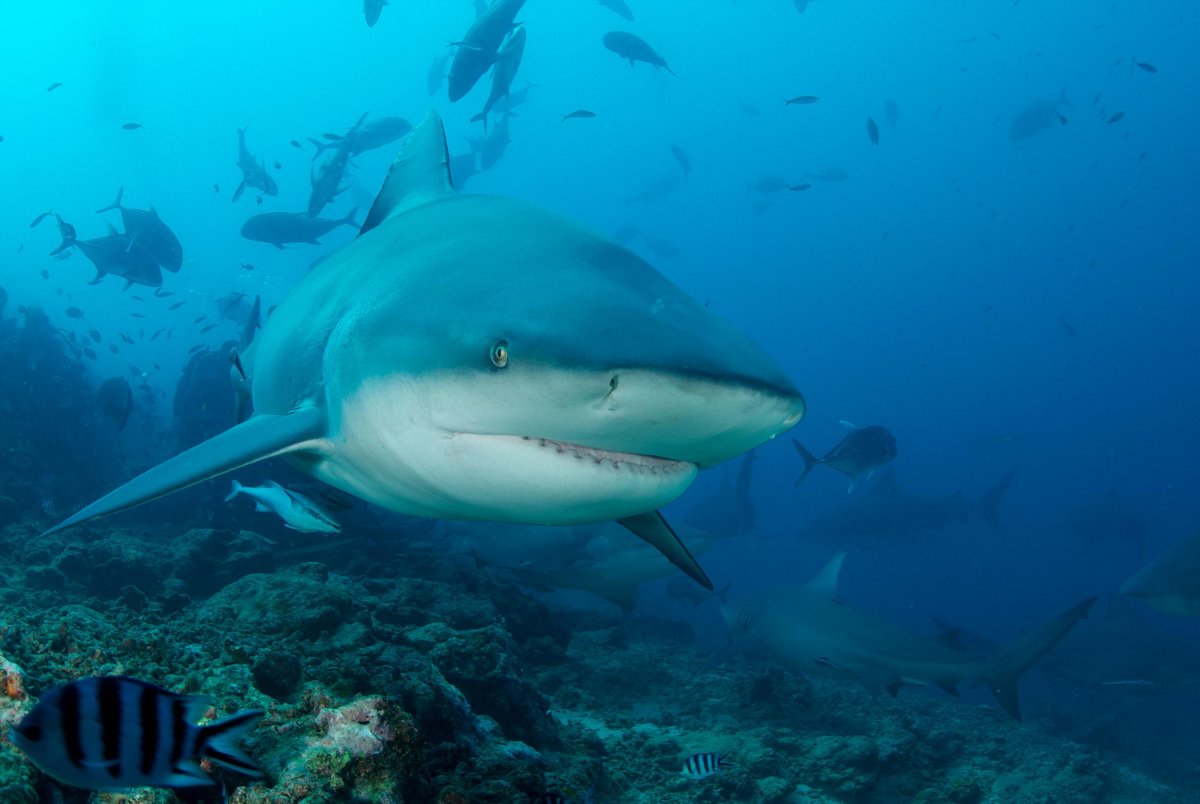 Акула бык Никарагуа