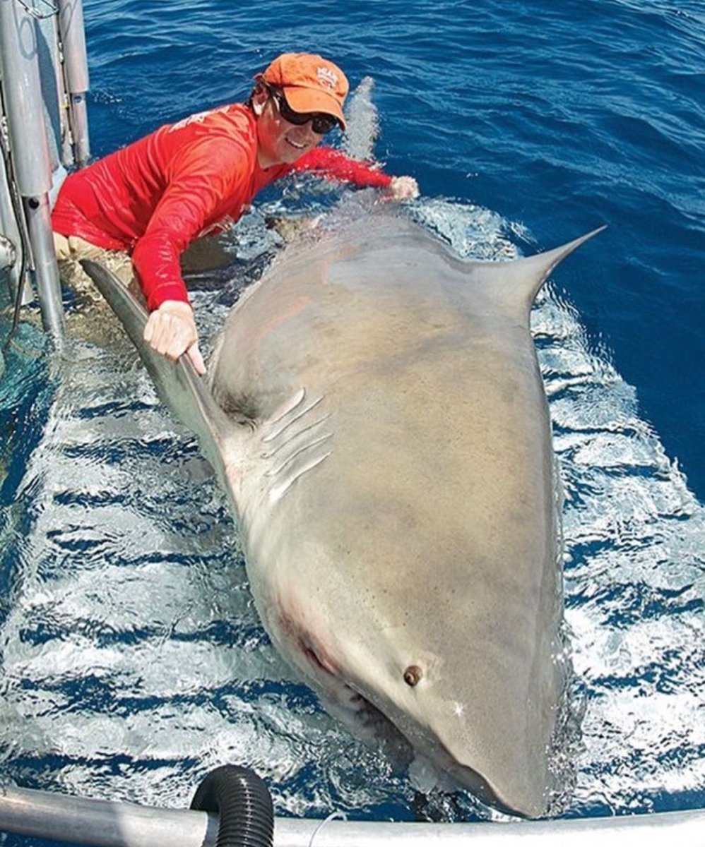 Тупорылая акула