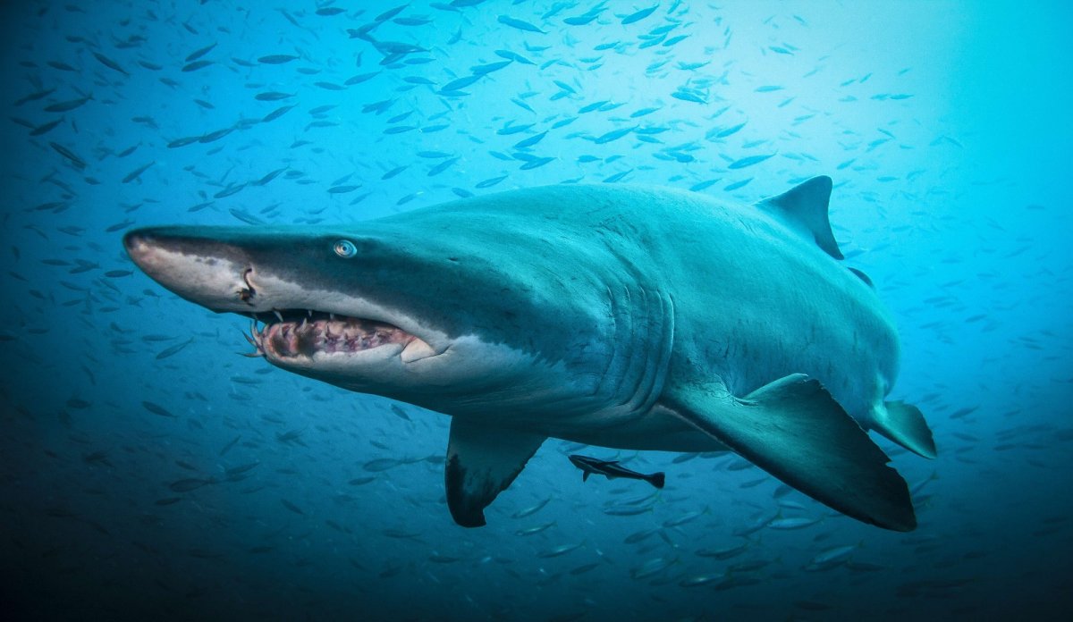 Тигровая мако