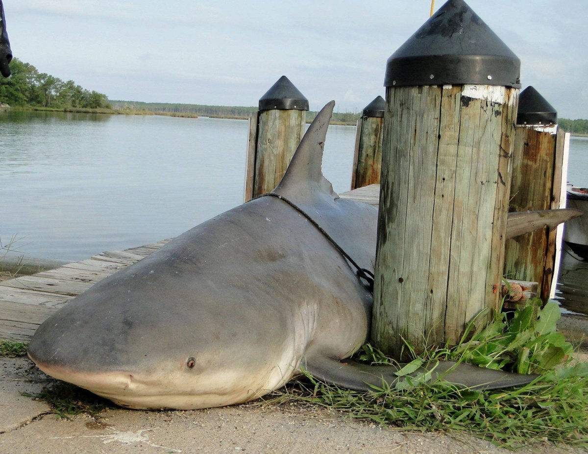 Пресноводная акула озера Никарагуа