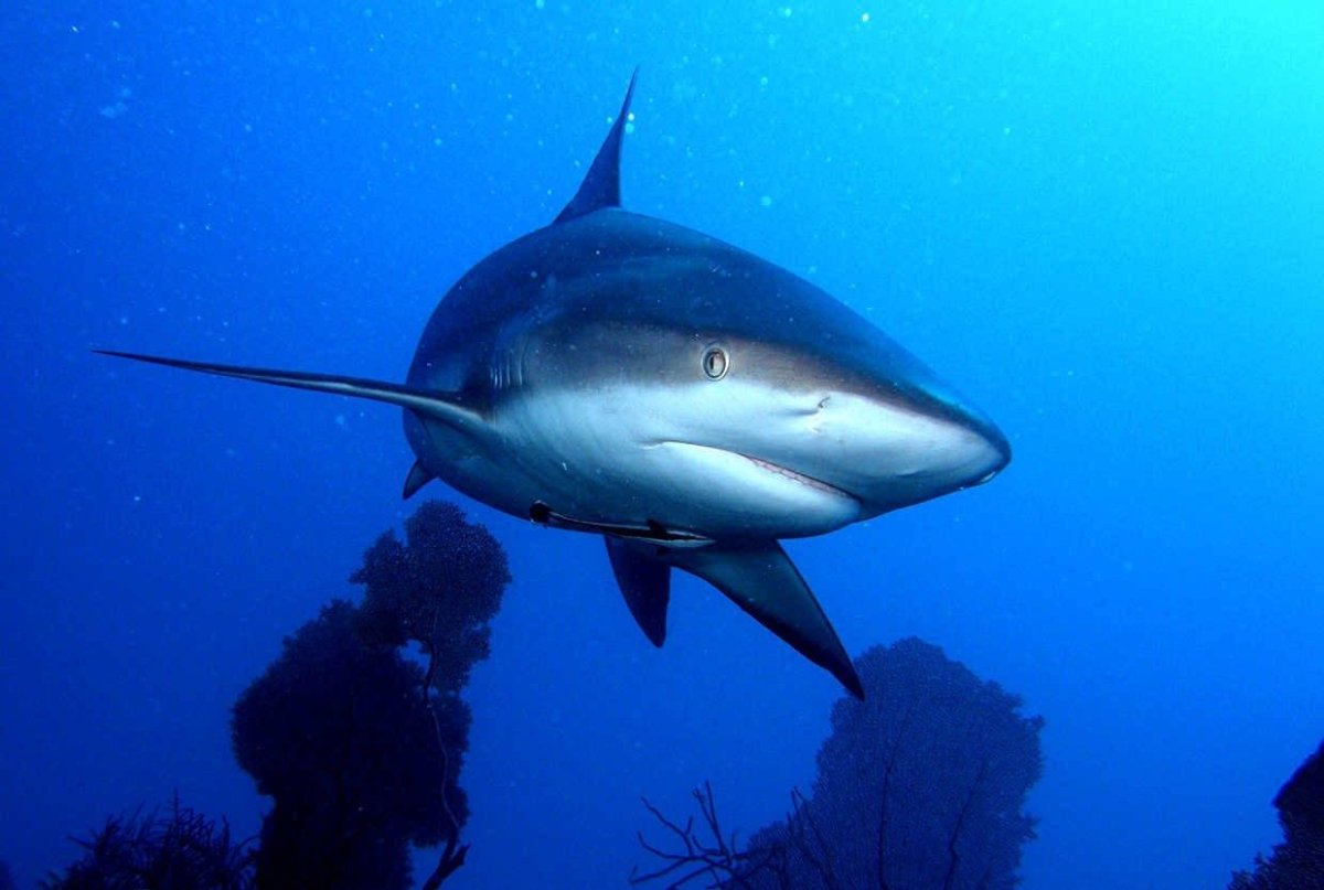 Акулы в Амазонке