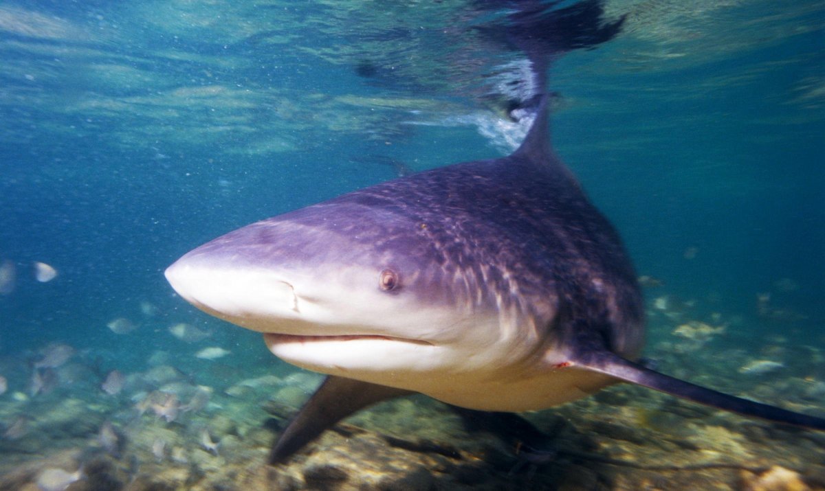 Акула бык в Амазонке