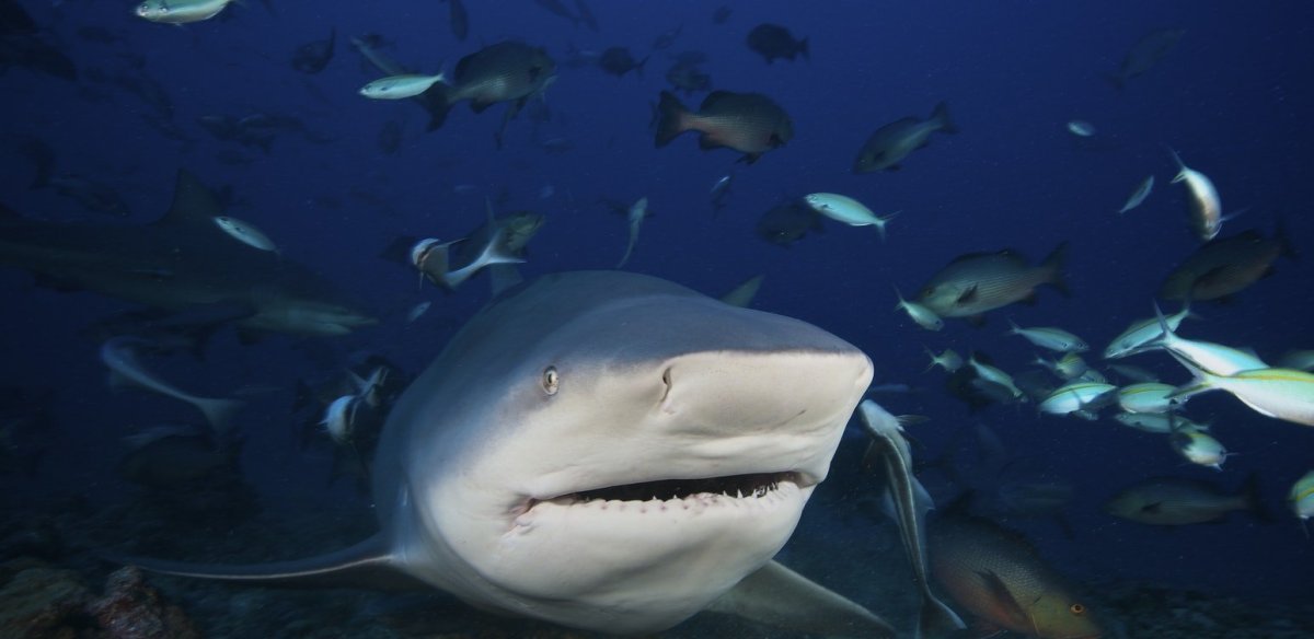 Пресноводные акулы Никарагуа