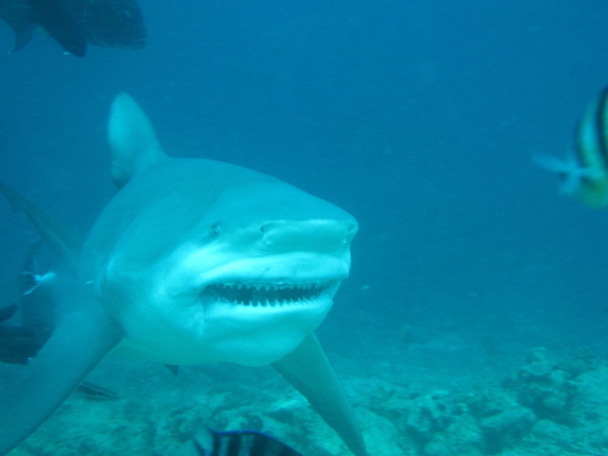 Белоперая рифовая акула