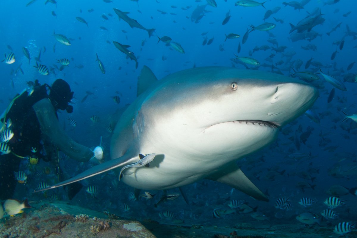 Бычья акула Фиджи