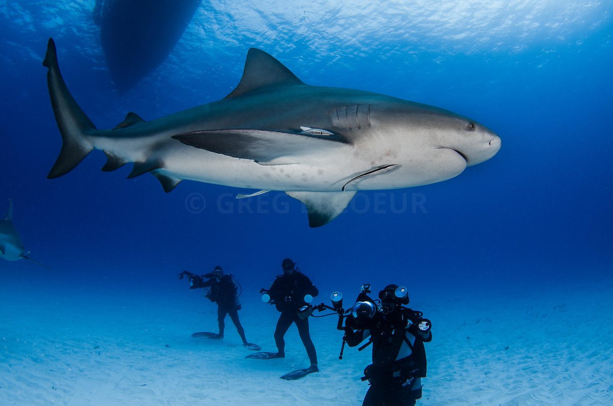 Акула бык размер с человеком
