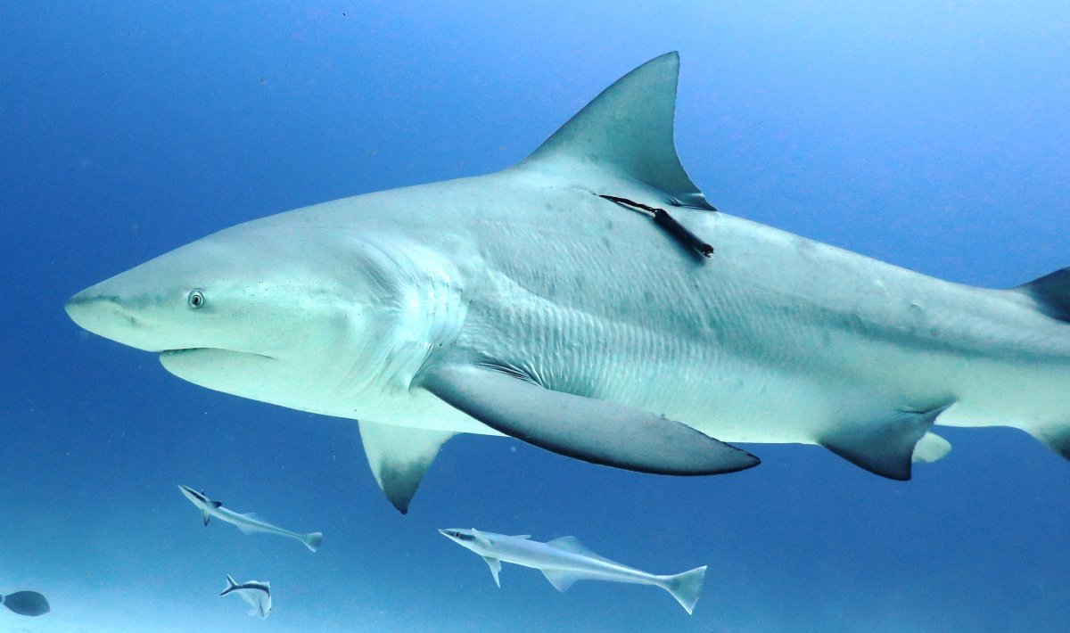 Акула бык в Амазонке