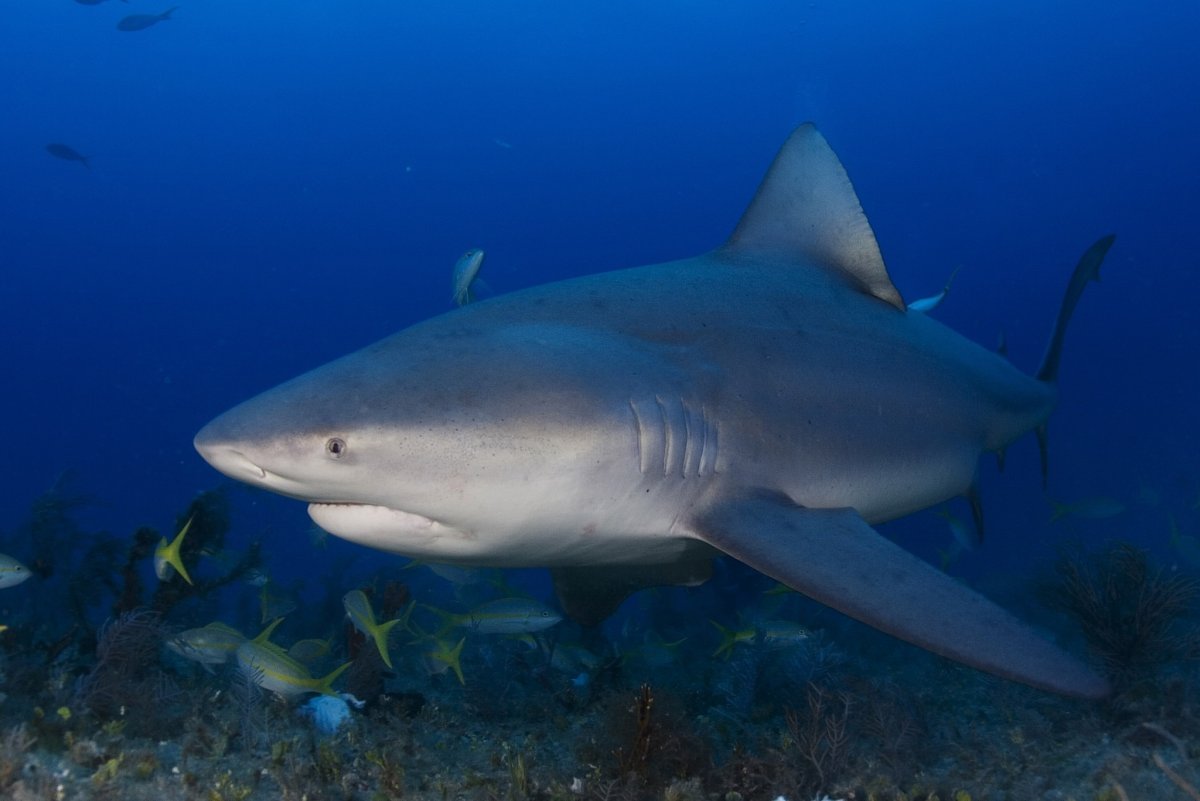 Никарагуанская акула Carcharhinus nicaraguensis