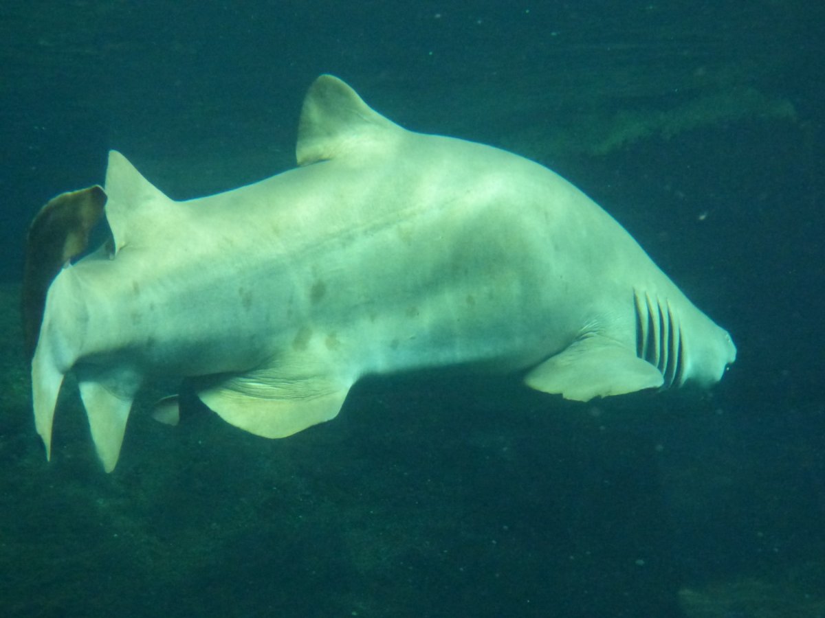 Тупорылая акула или акула-бык