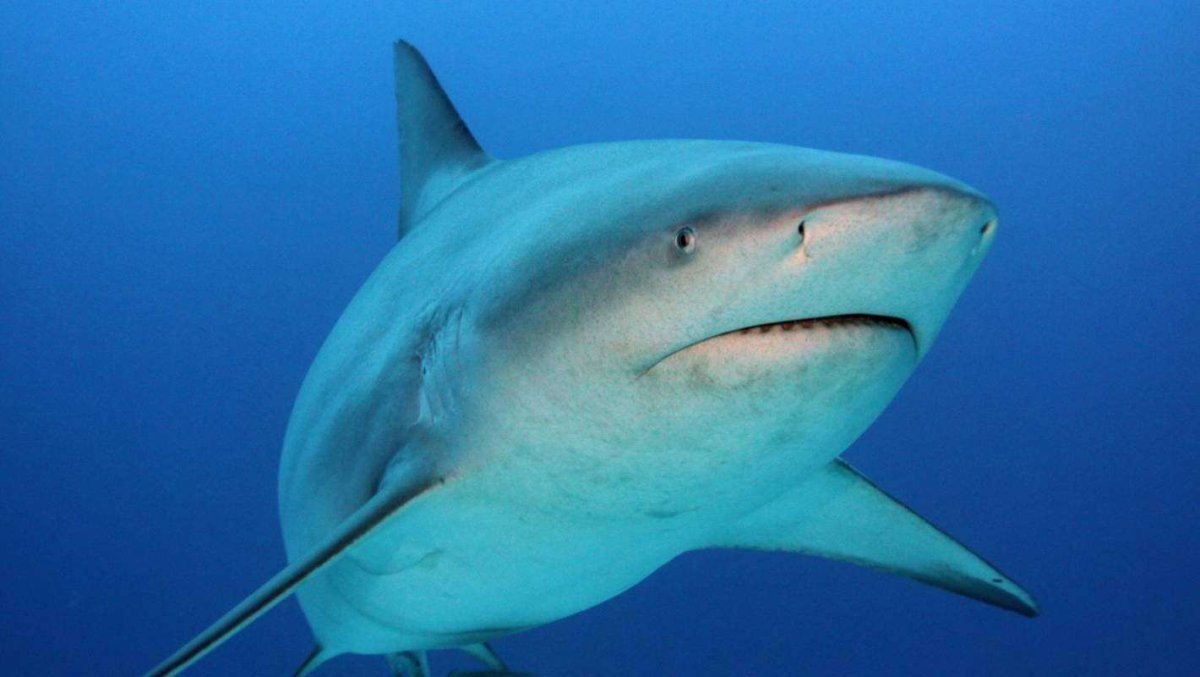 Тупорылая акула и акула бык