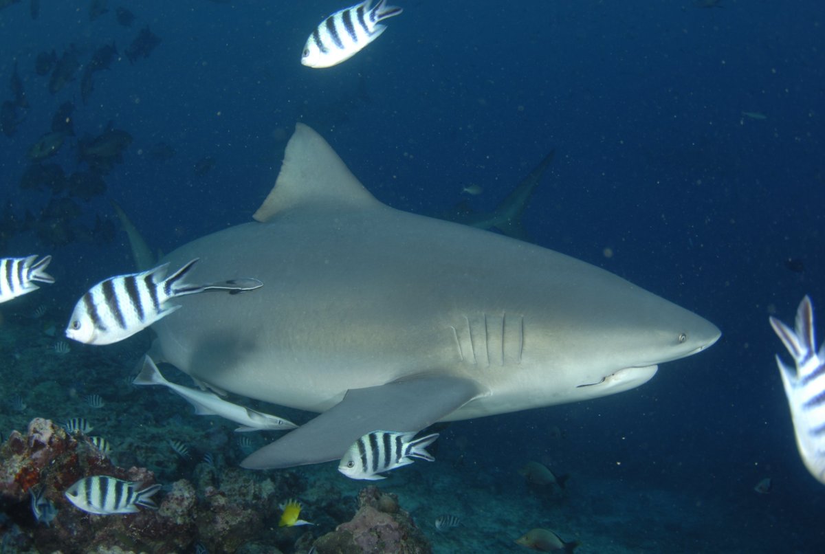 Акула бык Никарагуа