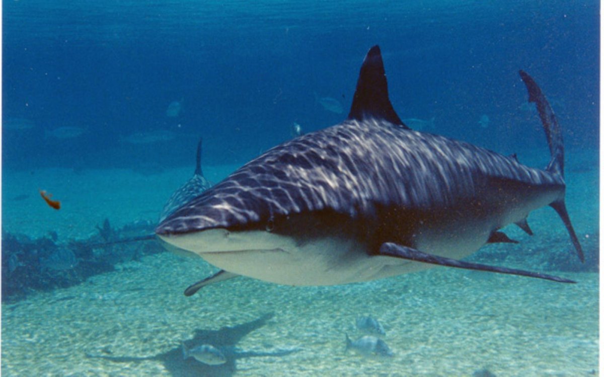 Акула в реке Амазонка