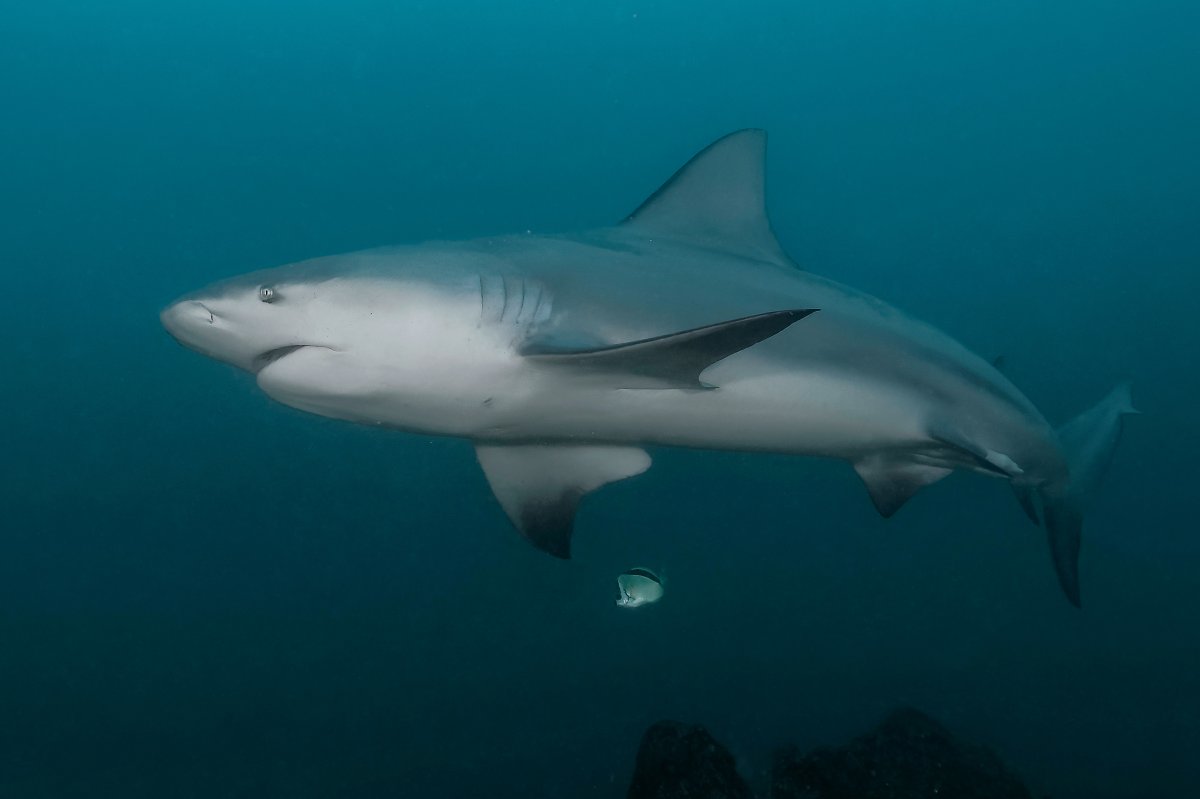 Carcharhinus Leiodon