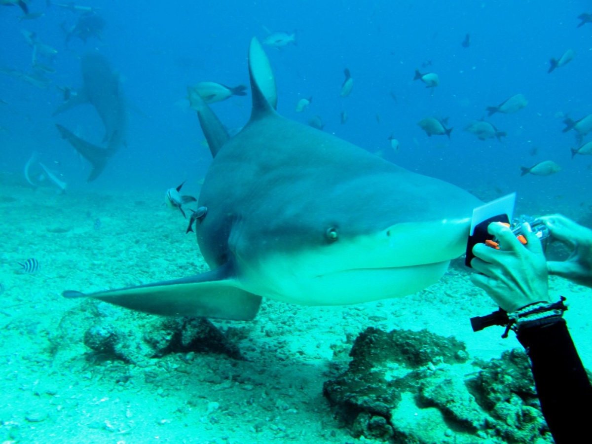 Мексиканская бычья акула