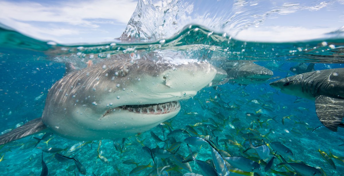 Дискавери акулы