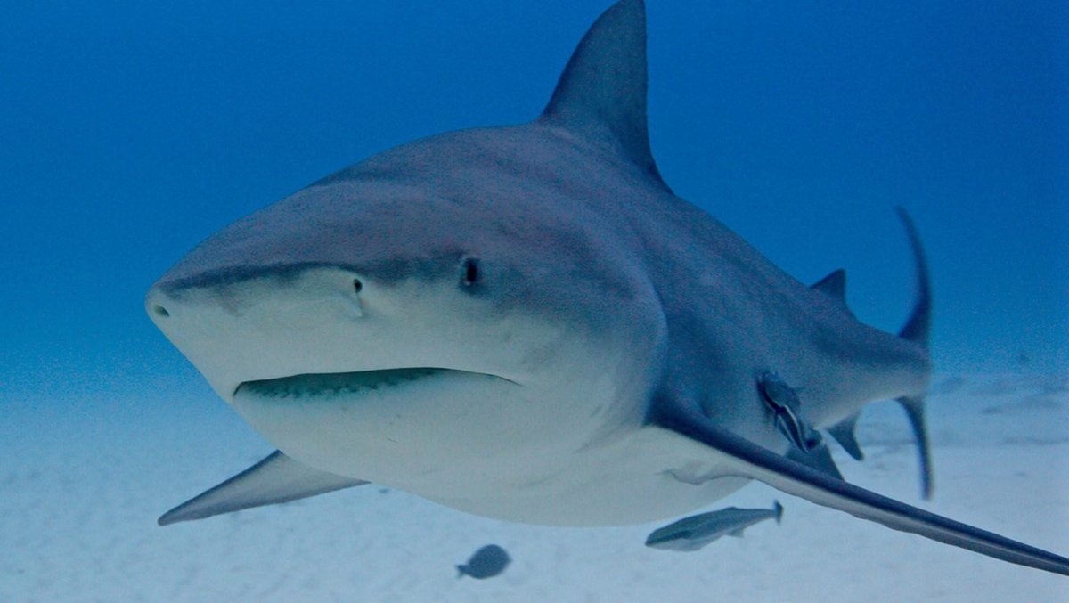 Акула бык Никарагуа