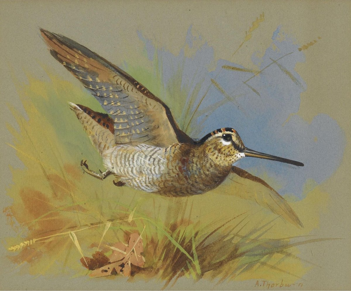 Бекасы зимой. Арчибальд Торберн
