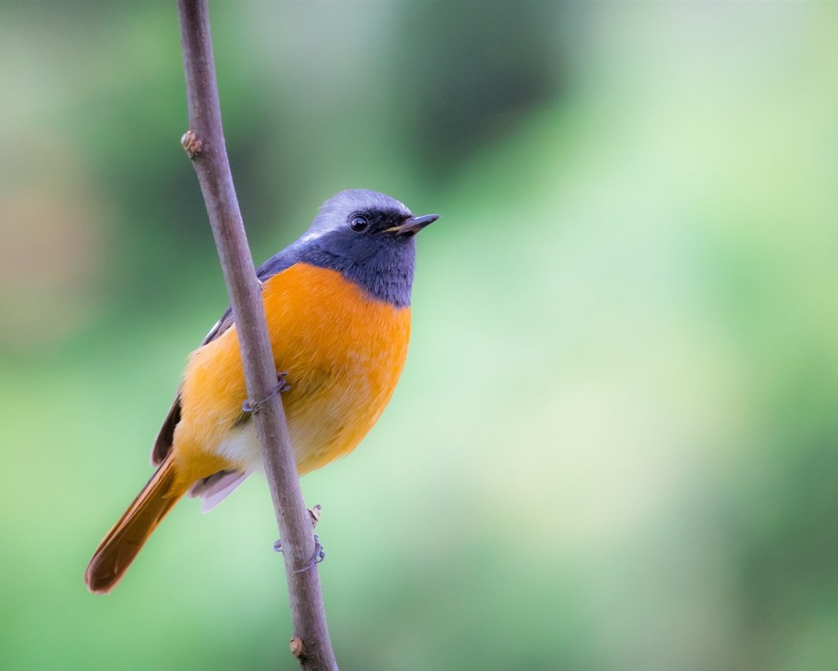 Зеленушка горихвостка