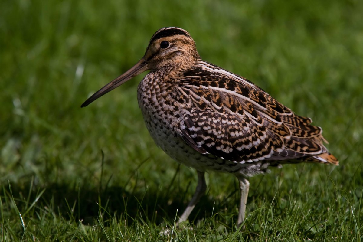 Вальдшнеп фото птицы крупным планом
