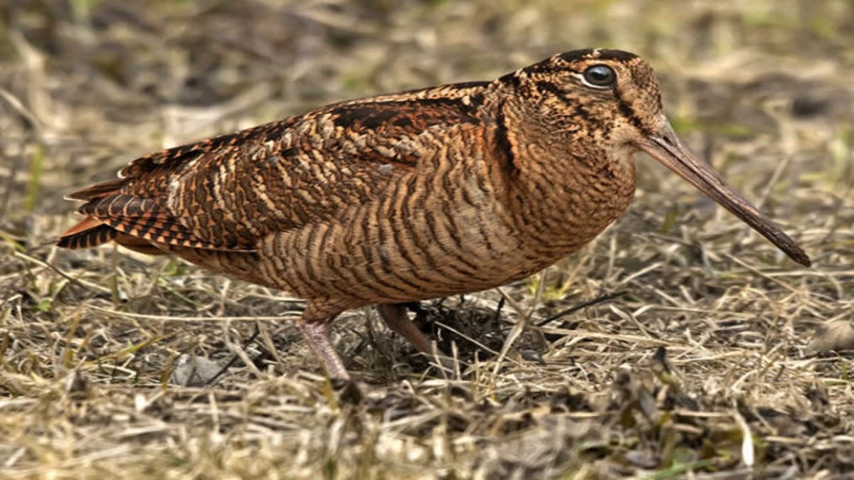Птица Кулик вальдшнеп