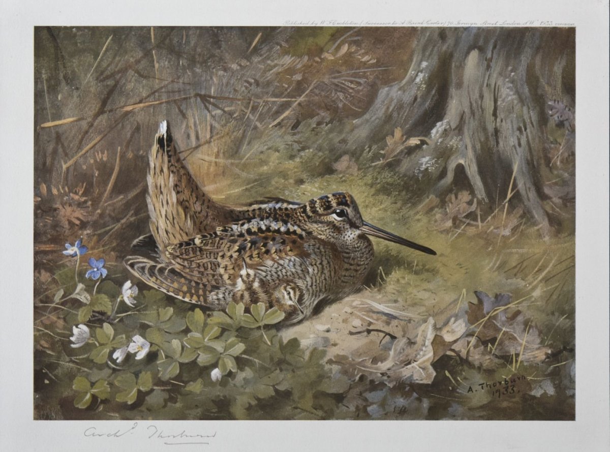 Вальдшнеп Альфред Брэм