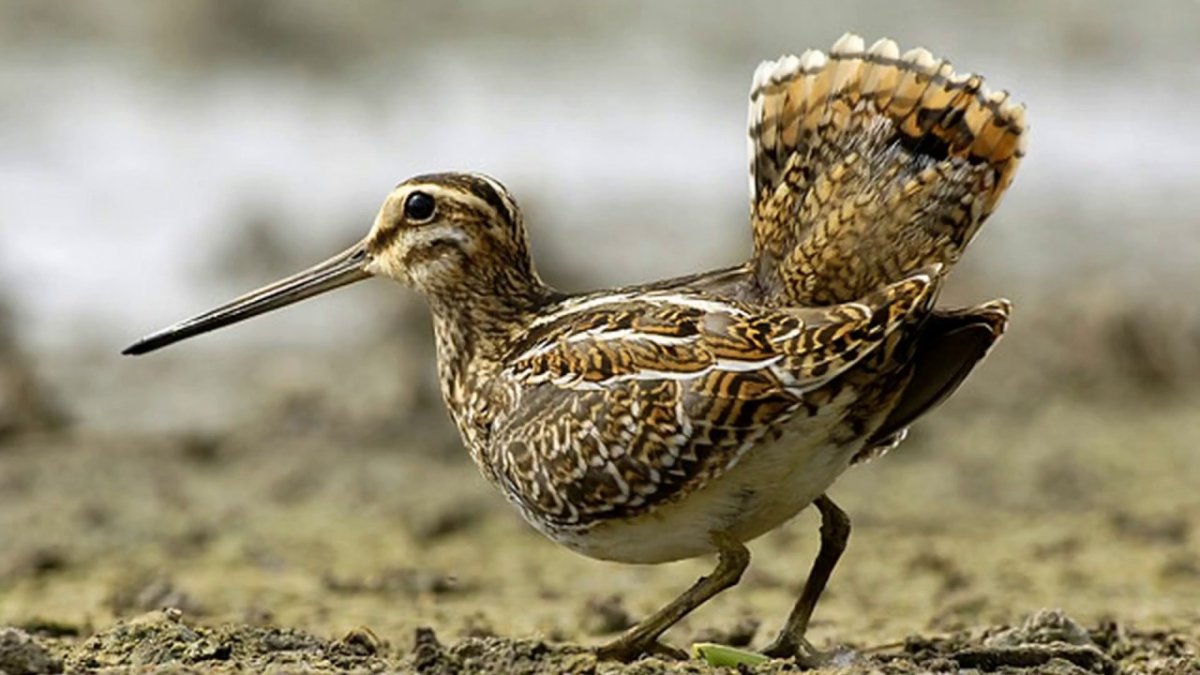 Бекас Долгонос