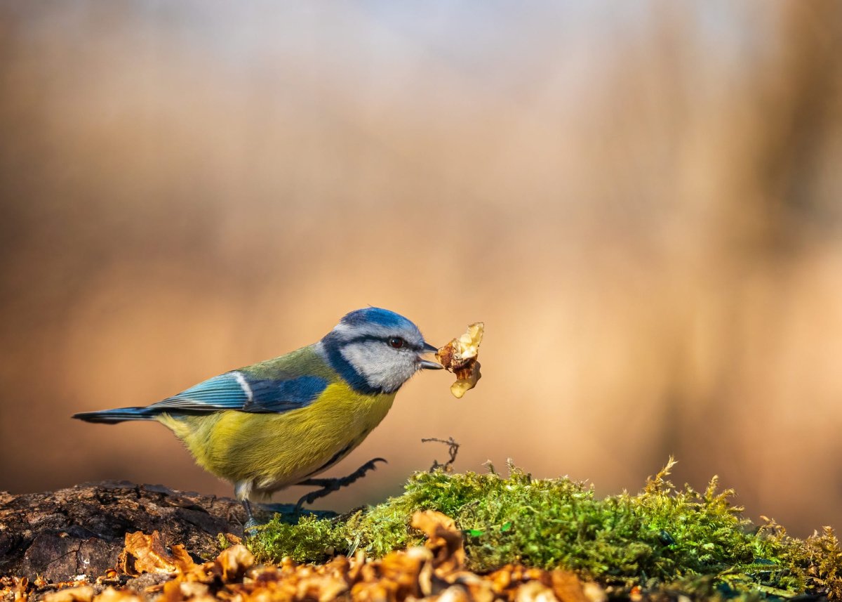 Синичка картинка