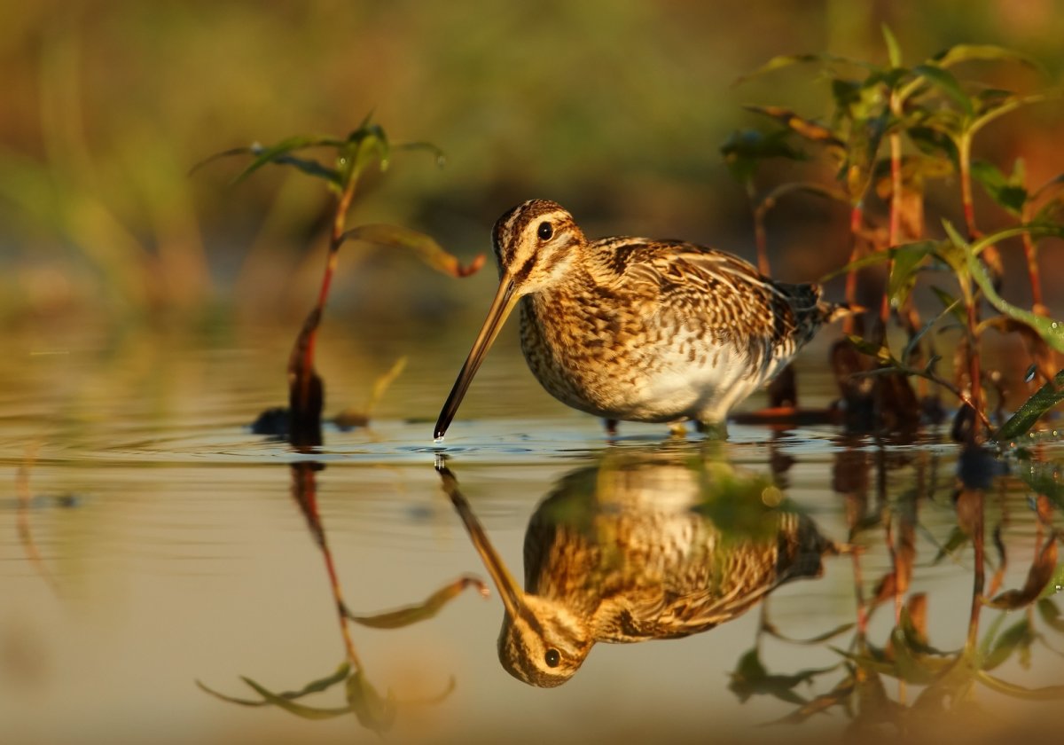Дупель Gallinago Media