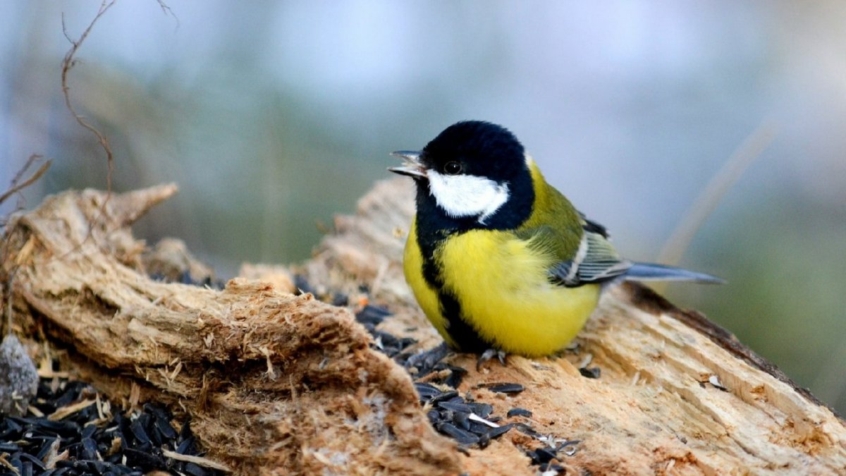 Синицы Тверской области