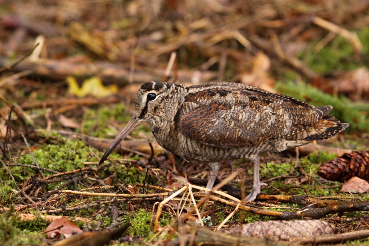 Царская птица вальдшнеп