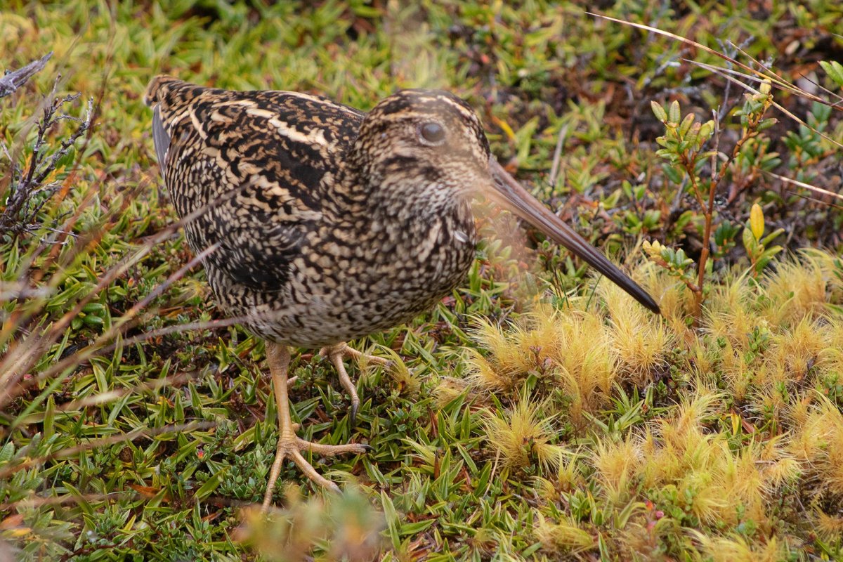 Кулик Чибис Бекас