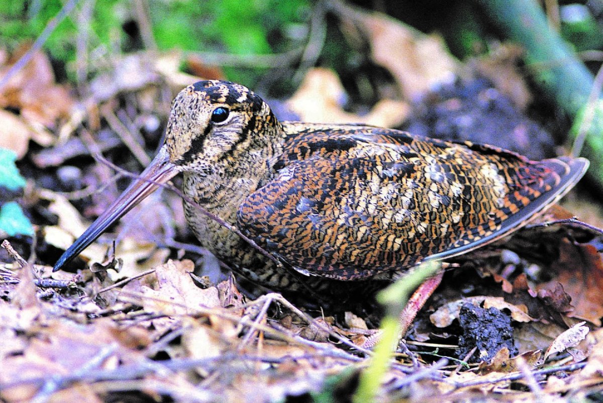 Вальдшнеп гнездо