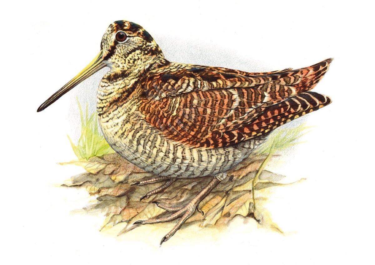 Пришвин вальдшнеп