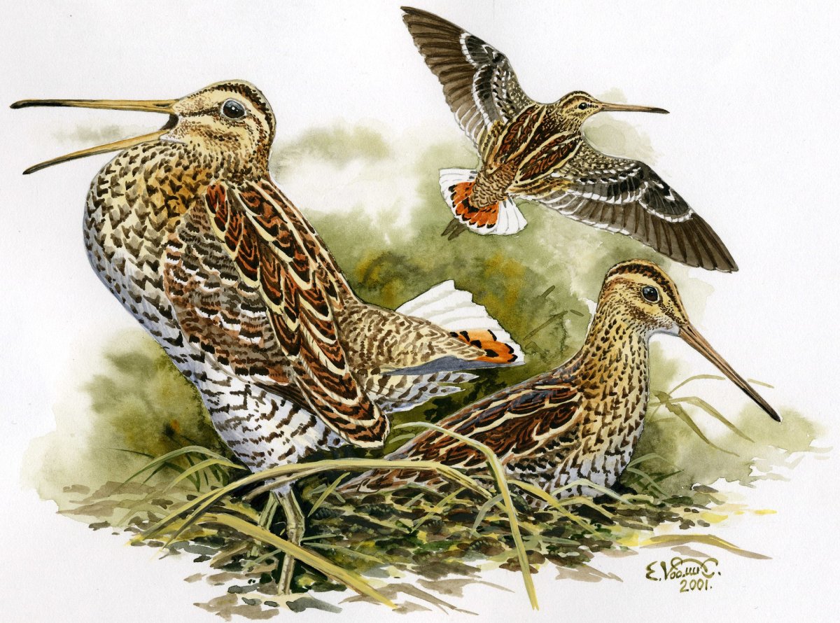 Кулик вальдшнеп кроншнеп