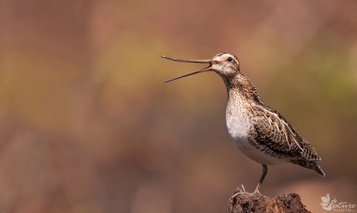 Бекас Кулик птица