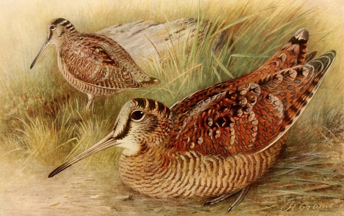 Бекас обыкновенный вальдшнеп